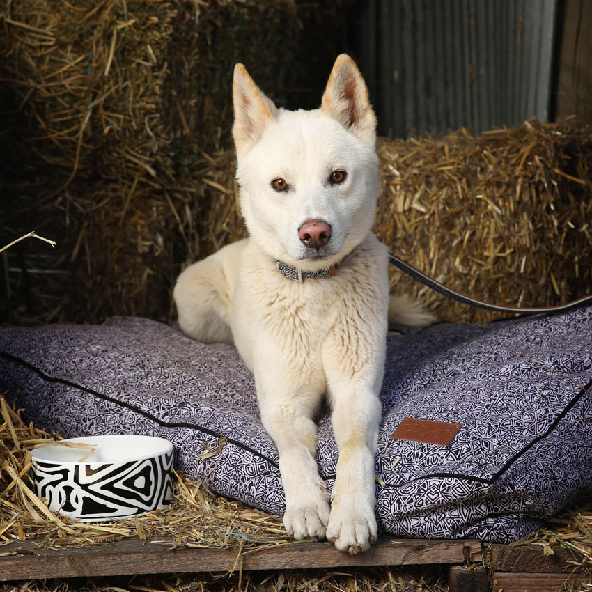 Outback Tails – natürliche Hundewelt im australischen Stil: Hund auf gemütlichem Bett mit Aboriginal-Art-Muster „Mina Mina“ und passendem Napf, liebevoll gestaltet von Outback Tails.