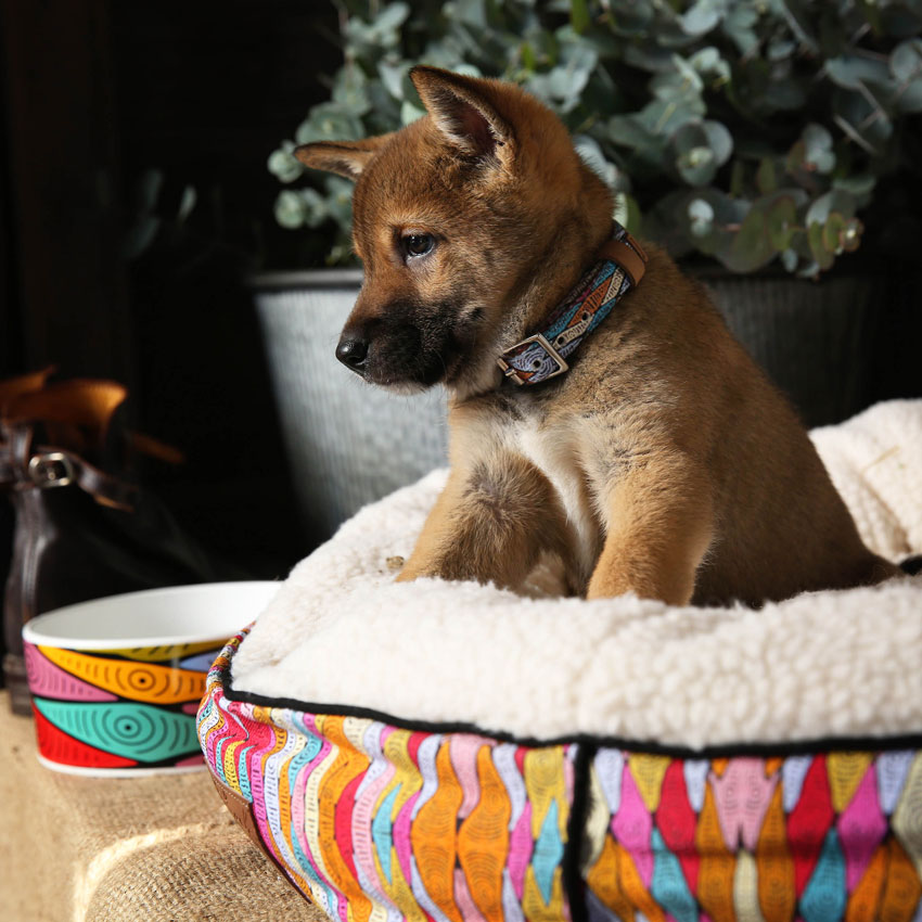 Hundebett "Sand Dunes" rund Hundebett "Sand Dunes" rund