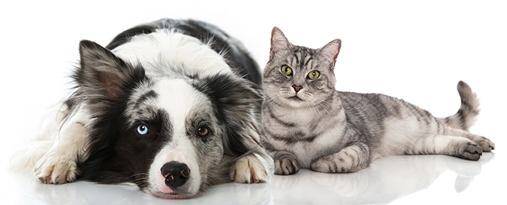 Stilvolles Motiv mit Hund und Katze auf weißem Hintergrund – Design trifft Haustier. Edle Accessoires und stilvolle Produkte für Hunde- und Katzenliebhaber bei Lebenswerte.