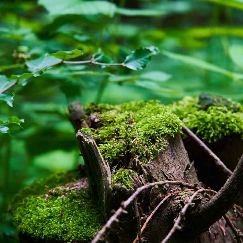 Bemooster Baumstamm im grünen Wald mit frischen Blättern und natürlichem Licht – Sinnbild der Duftwelt Wälder und Wiesen mit erdigen, frischen Aromen und natürlicher Reinheit.