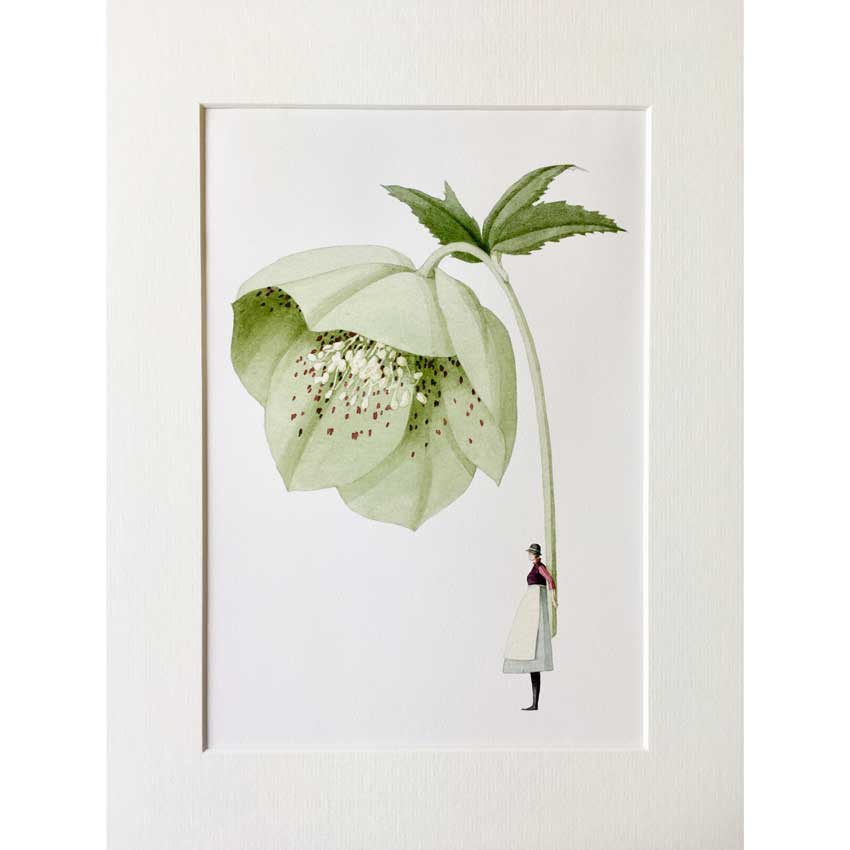 Art Print von Laura Stoddart: Frau in Schürze steht unter einer großen, hellgrünen Christrose. Zarte Illustration mit feinen Details – „Hellebore“ – stilvoller Kunstdruck mit floraler Eleganz