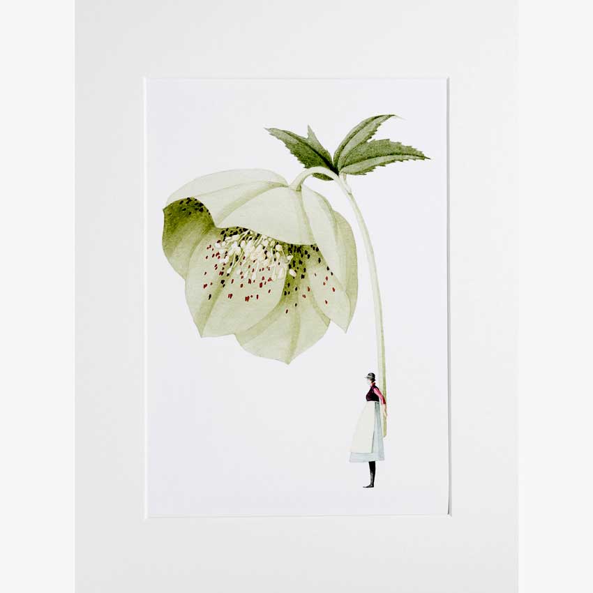 Art Print „Green Hellebore“ von Laura Stoddart – grüne Helleborus-Blüte in Aquarelloptik mit kleiner Figur, hochwertiger Giclée-Kunstdruck