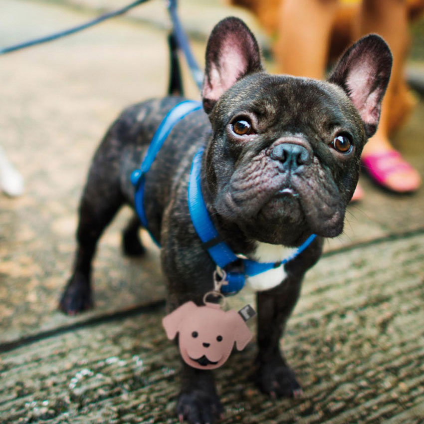 Stylischer Gassibeutelspender für Hundebesitzer – praktisch, charmant und immer griffbereit beim Spaziergang mit deinem treuen Begleiter.