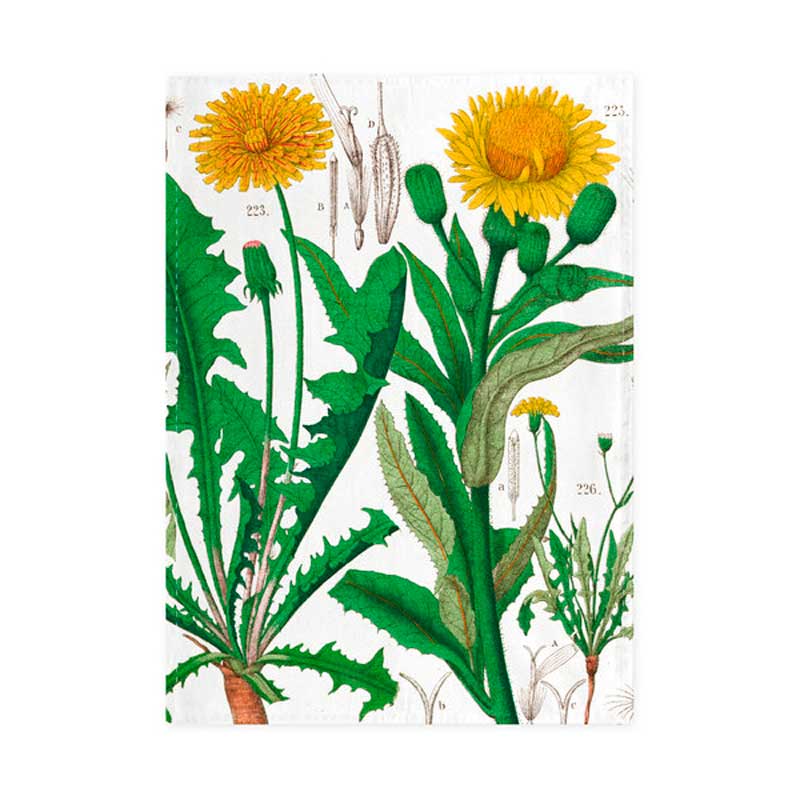 "Löwenzahn" - Geschirrtuch / Hortus Botanicus