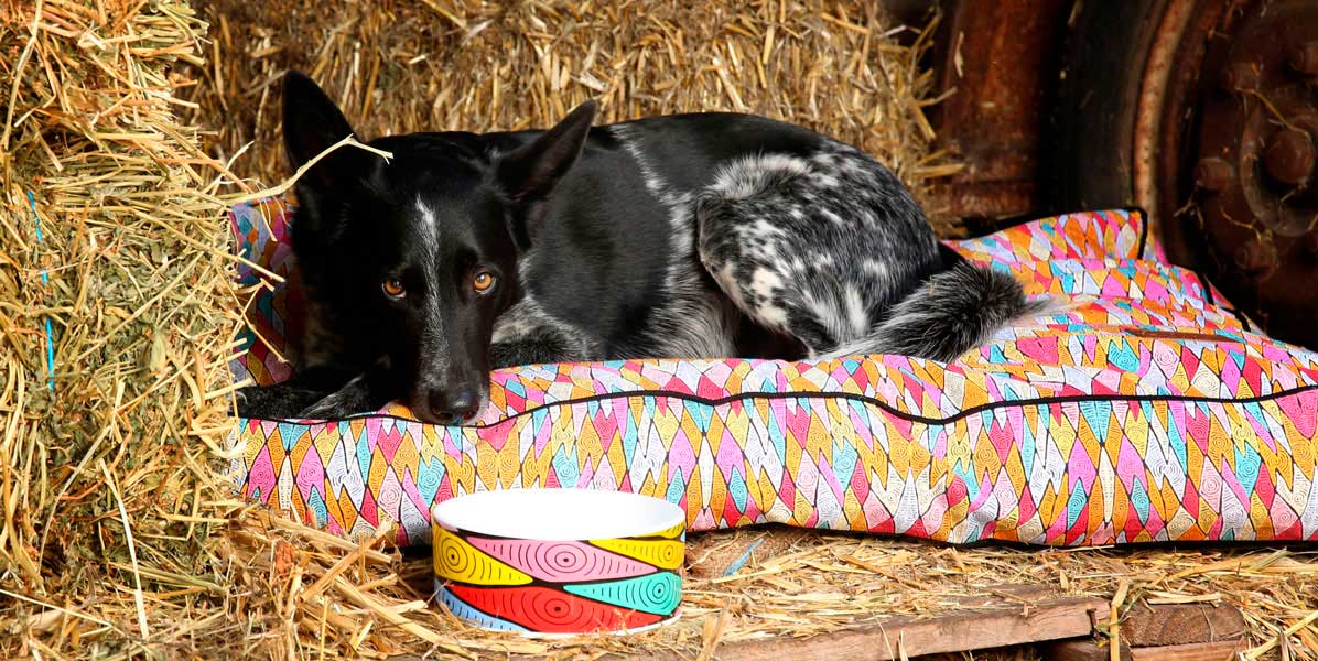 Platz für kleine Träumer und große Kuschelprofis 🐾